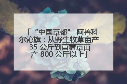 “中国草都” 阿鲁科尔沁旗：从野生牧草亩产 35 公斤到苜蓿草亩产 800 公斤以上