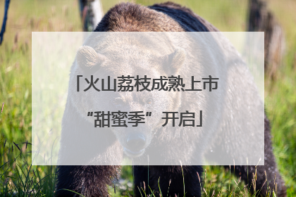 火山荔枝成熟上市 “甜蜜季”开启