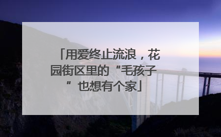 用爱终止流浪，花园街区里的“毛孩子”也想有个家