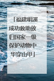 福建明溪成功救助放归国家一级保护动物中华穿山甲