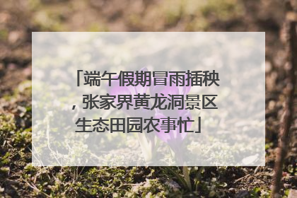 端午假期冒雨插秧，张家界黄龙洞景区生态田园农事忙