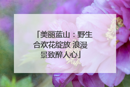 美丽蓝山：野生合欢花绽放 浪漫景致醉人心
