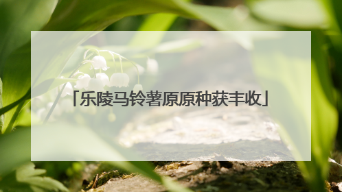 乐陵马铃薯原原种获丰收