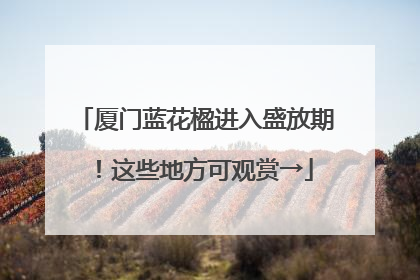 厦门蓝花楹进入盛放期！这些地方可观赏→