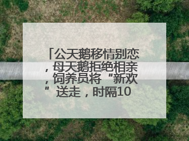 公天鹅移情别恋，母天鹅拒绝相亲，饲养员将“新欢”送走，时隔10天原配重逢