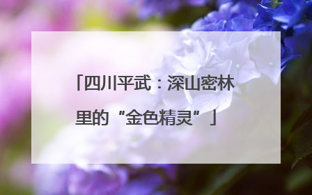 四川平武：深山密林里的“金色精灵”