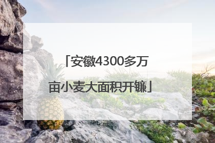 安徽4300多万亩小麦大面积开镰