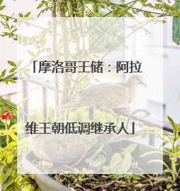摩洛哥王储：阿拉维王朝低调继承人