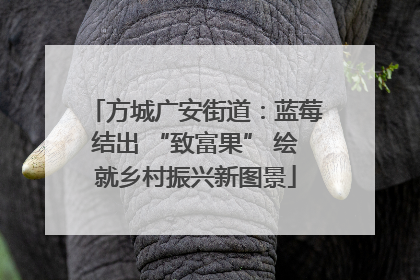方城广安街道：蓝莓结出 “致富果” 绘就乡村振兴新图景