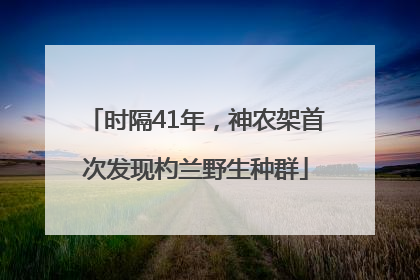 时隔41年，神农架首次发现杓兰野生种群