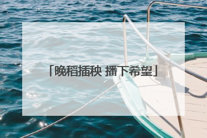 晚稻插秧 播下希望