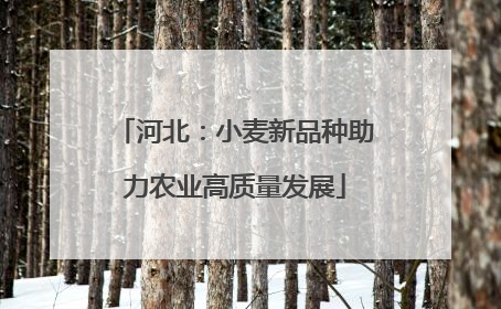 河北：小麦新品种助力农业高质量发展