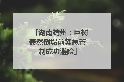 湖南靖州：巨树轰然倒塌前紧急管制成功避险