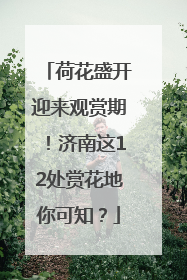 荷花盛开迎来观赏期！济南这12处赏花地你可知？