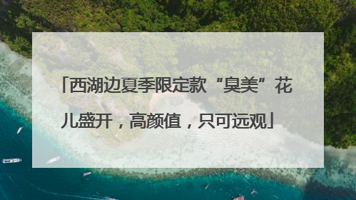 西湖边夏季限定款“臭美”花儿盛开，高颜值，只可远观