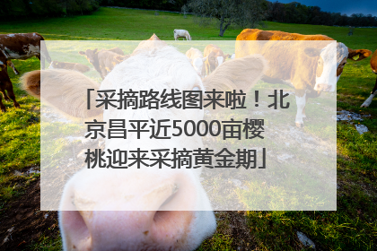 采摘路线图来啦！北京昌平近5000亩樱桃迎来采摘黄金期