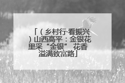 （乡村行·看振兴）山西高平：金银花里采“金银” 花香溢满致富路